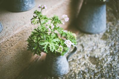 Close-up of flower plant