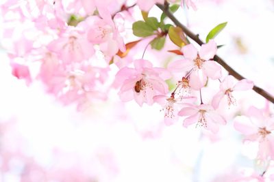 Low angle view of pink flowers on tree