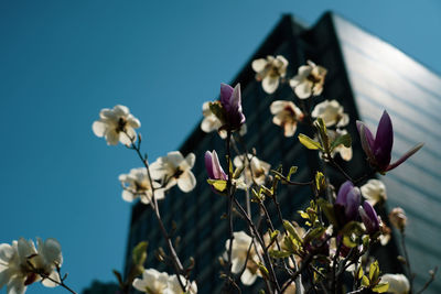 Close-up of flowering plant against sky