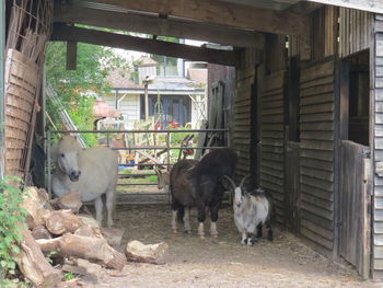 Horse in farm