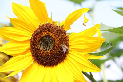 Close-up of honey bee on sunflower