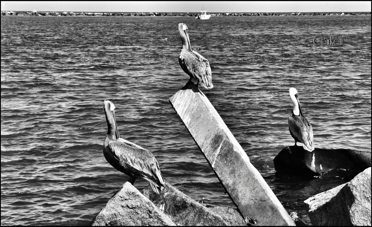 water, bird, animal themes, animals in the wild, wildlife, wood - material, rippled, transfer print, perching, lake, wooden post, one animal, nature, auto post production filter, pier, sea, day, two animals, no people, wood