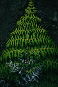 High angle view of fern on tree