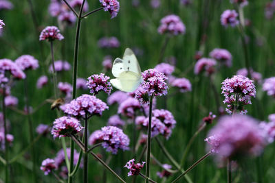 Close-up of brown butterfly on flower