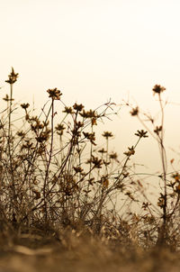 Close-up of wilted plant on field against sky