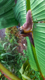 Close-up of snail on leaf