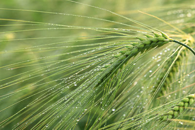 Close-up of wet plant