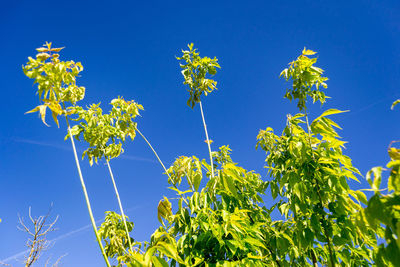 Low angle view of flowering plants against blue sky
