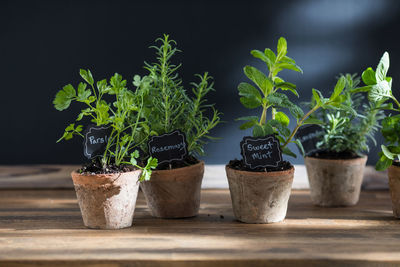 Close-up of potted plant on table