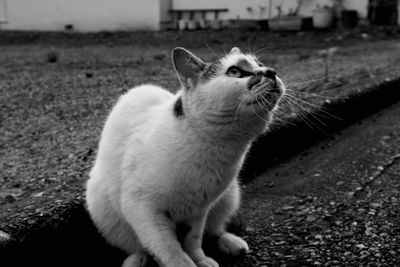 Cat sitting on a field