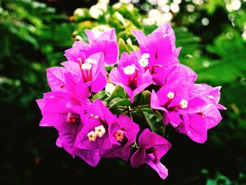 Close-up of fresh pink flowers blooming outdoors