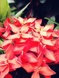 Close-up of red flowers blooming outdoors