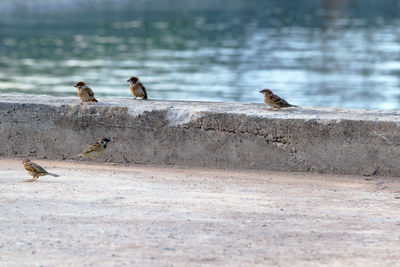 Birds perching on pier at beach