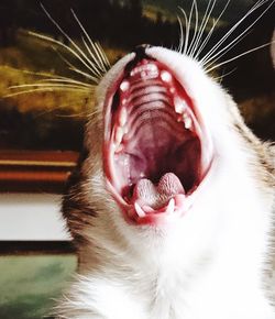 Close-up of cat yawning