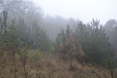 Trees in forest during rainy season