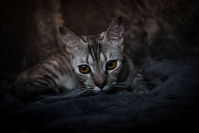 Close-up portrait of a cat