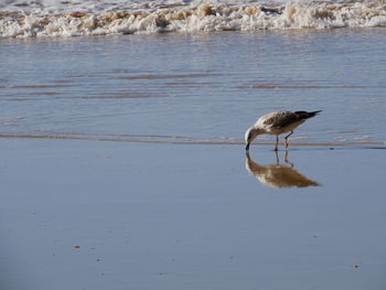 Bird on beach