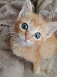 Close-up portrait of kitten