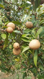 Close-up of fruit growing on tree