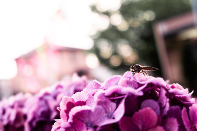 Close-up of insect pollinating on pink flower