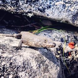 Close-up of lizard on rock