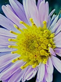 Macro shot of purple flower