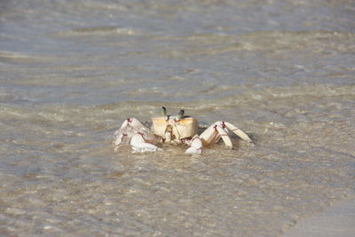 High angle view of crab on shore at beach