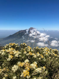 Merapi mountain from merbabu