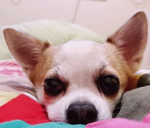 Close-up portrait of a dog