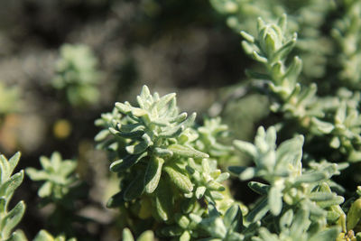 Close-up of fresh green plant