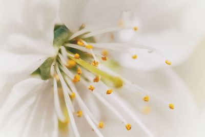 Close-up of white flowering plant