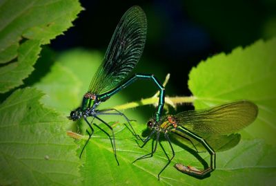 Close-up of damselflies mating on leaves