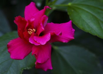 Close-up of pink hibiscus blooming outdoors