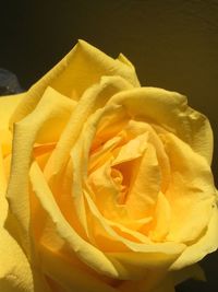 Close-up of yellow rose