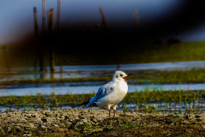 Close-up of bird perching on beach against sky