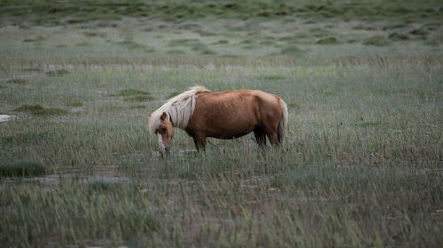 Horse standing on field