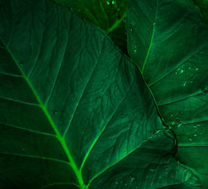 Close-up of water drops on leaves