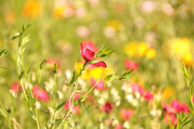 Close-up of pink flowering plants on field