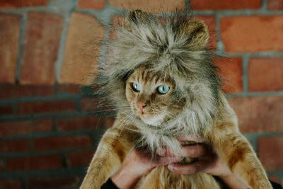 Hands holding cat wearing fur at home