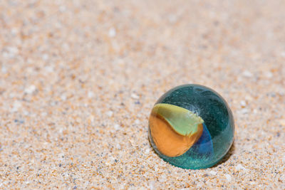 Close-up of shell on sand