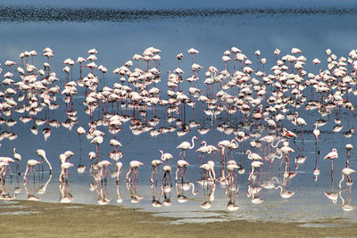 Flock of seagulls on beach