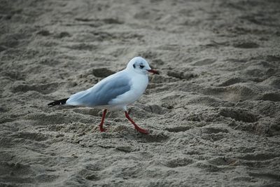 Seagulls on beach