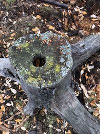 High angle view of tree stump on field