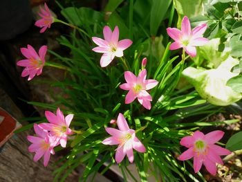 High angle view of pink flowering plants