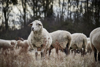 Sheep standing in a field