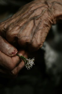 Closeup anonymous senior person holding small fresh flower in wrinkled hands person