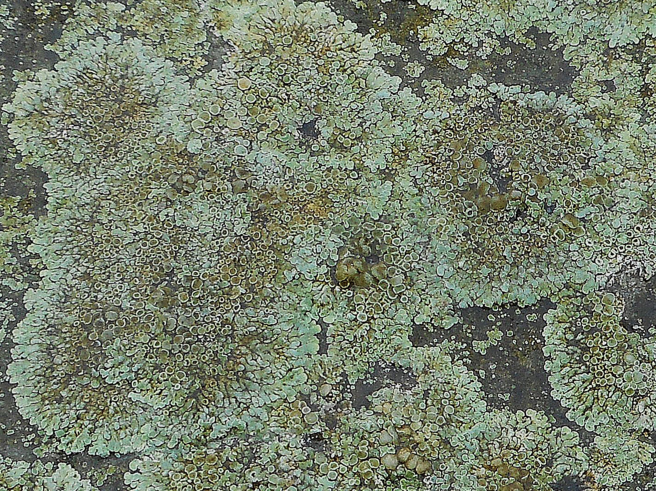 Lichen on stone