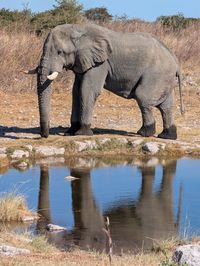 animal themes