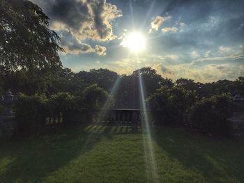 Sun shining through trees