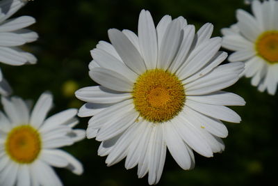 Close-up of white daisy flower
